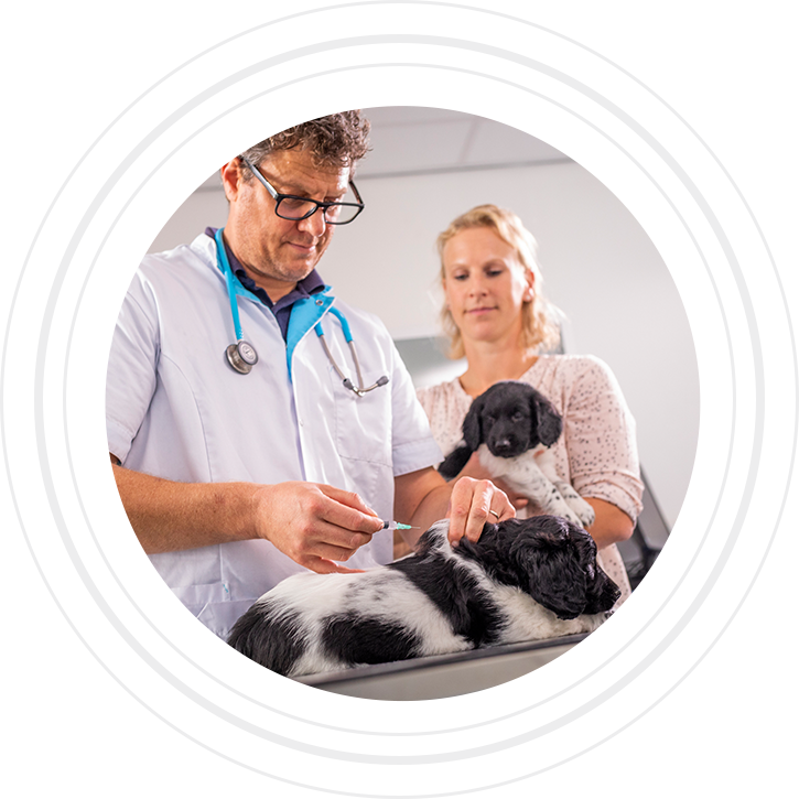 Veterinarian administers a vaccine to a dog while a woman holding a small dog watches